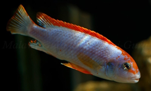 Pseudotropheus sp. 'red top ndumbi'